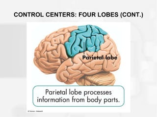 CONTROL CENTERS: FOUR LOBES (CONT.)
 