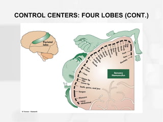 CONTROL CENTERS: FOUR LOBES (CONT.)
 
