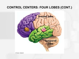 CONTROL CENTERS: FOUR LOBES (CONT.)
 