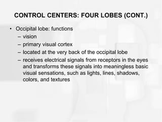 CONTROL CENTERS: FOUR LOBES (CONT.)
• Occipital lobe: functions
– vision
– primary visual cortex
– located at the very back of the occipital lobe
– receives electrical signals from receptors in the eyes
and transforms these signals into meaningless basic
visual sensations, such as lights, lines, shadows,
colors, and textures
 