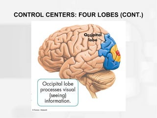 CONTROL CENTERS: FOUR LOBES (CONT.)
 