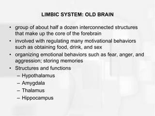 LIMBIC SYSTEM: OLD BRAIN
• group of about half a dozen interconnected structures
that make up the core of the forebrain
• involved with regulating many motivational behaviors
such as obtaining food, drink, and sex
• organizing emotional behaviors such as fear, anger, and
aggression; storing memories
• Structures and functions
– Hypothalamus
– Amygdala
– Thalamus
– Hippocampus
 