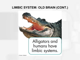 LIMBIC SYSTEM: OLD BRAIN (CONT.)
 
