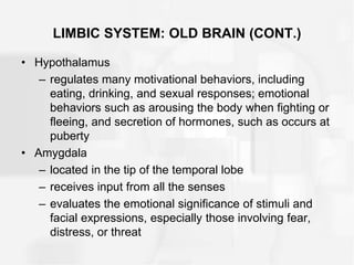 LIMBIC SYSTEM: OLD BRAIN (CONT.)
• Hypothalamus
– regulates many motivational behaviors, including
eating, drinking, and sexual responses; emotional
behaviors such as arousing the body when fighting or
fleeing, and secretion of hormones, such as occurs at
puberty
• Amygdala
– located in the tip of the temporal lobe
– receives input from all the senses
– evaluates the emotional significance of stimuli and
facial expressions, especially those involving fear,
distress, or threat
 