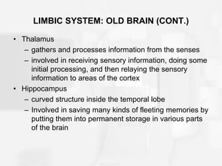 LIMBIC SYSTEM: OLD BRAIN (CONT.)
• Thalamus
– gathers and processes information from the senses
– involved in receiving sensory information, doing some
initial processing, and then relaying the sensory
information to areas of the cortex
• Hippocampus
– curved structure inside the temporal lobe
– Involved in saving many kinds of fleeting memories by
putting them into permanent storage in various parts
of the brain
 