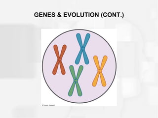 GENES & EVOLUTION (CONT.)
 