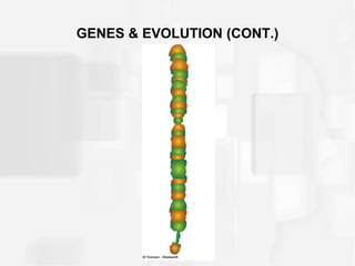 GENES & EVOLUTION (CONT.)
 