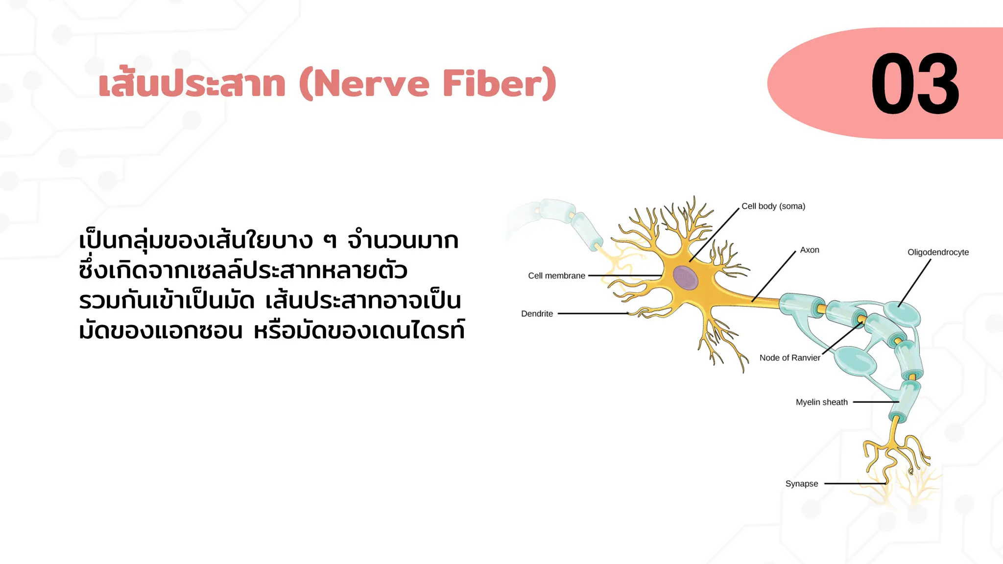 เส้นประสาท (Nerve Fiber)
เป็นกลุ่มของเส้นใยบาง ๆ จานวนมาก
ซึ่งเกิดจากเซลล์ประสาทหลายตัว
รวมกันเข้าเป็นมัด เส้นประสาทอาจเป็น
มัดของแอกซอน หรือมัดของเดนไดรท์
 