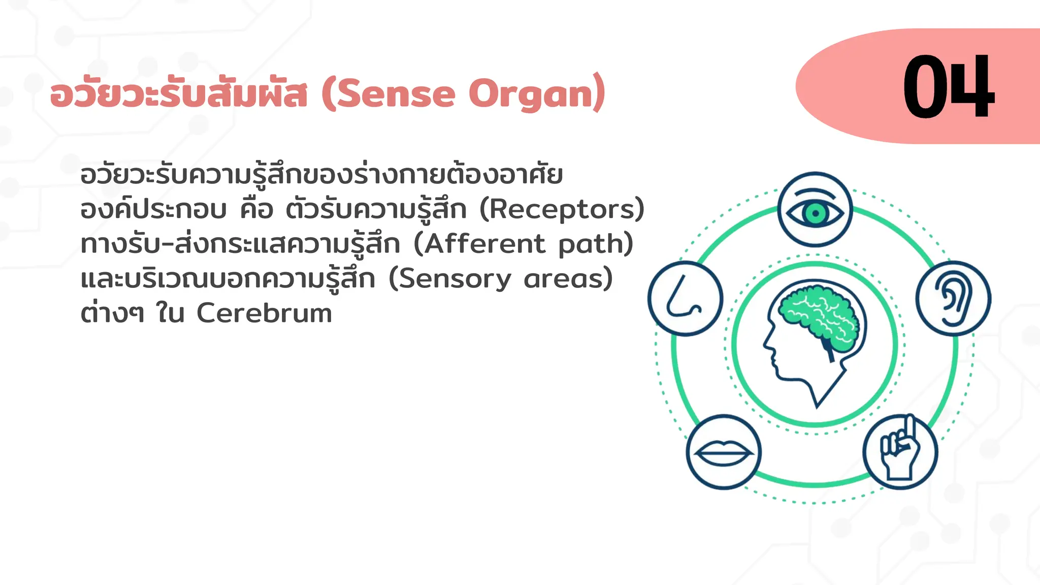 อวัยวะรับสัมผัส (Sense Organ)
อวัยวะรับความรู้สึกของร่างกายต้องอาศัย
องค์ประกอบ คือ ตัวรับความรู้สึก (Receptors)
ทางรับ-ส่งกระแสความรู้สึก (Afferent path)
และบริเวณบอกความรู้สึก (Sensory areas)
ต่างๆ ใน Cerebrum
 