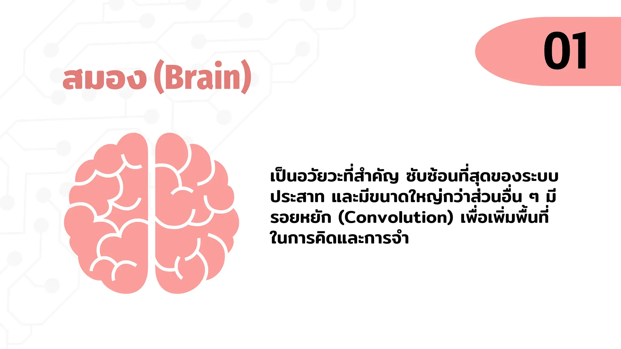 เป็นอวัยวะที่สาคัญ ซับซ้อนที่สุดของระบบ
ประสาท และมีขนาดใหญ่กว่าส่วนอื่น ๆ มี
รอยหยัก (Convolution) เพื่อเพิ่มพื้นที่
ในการคิดและการจา
สมอง (Brain)
 