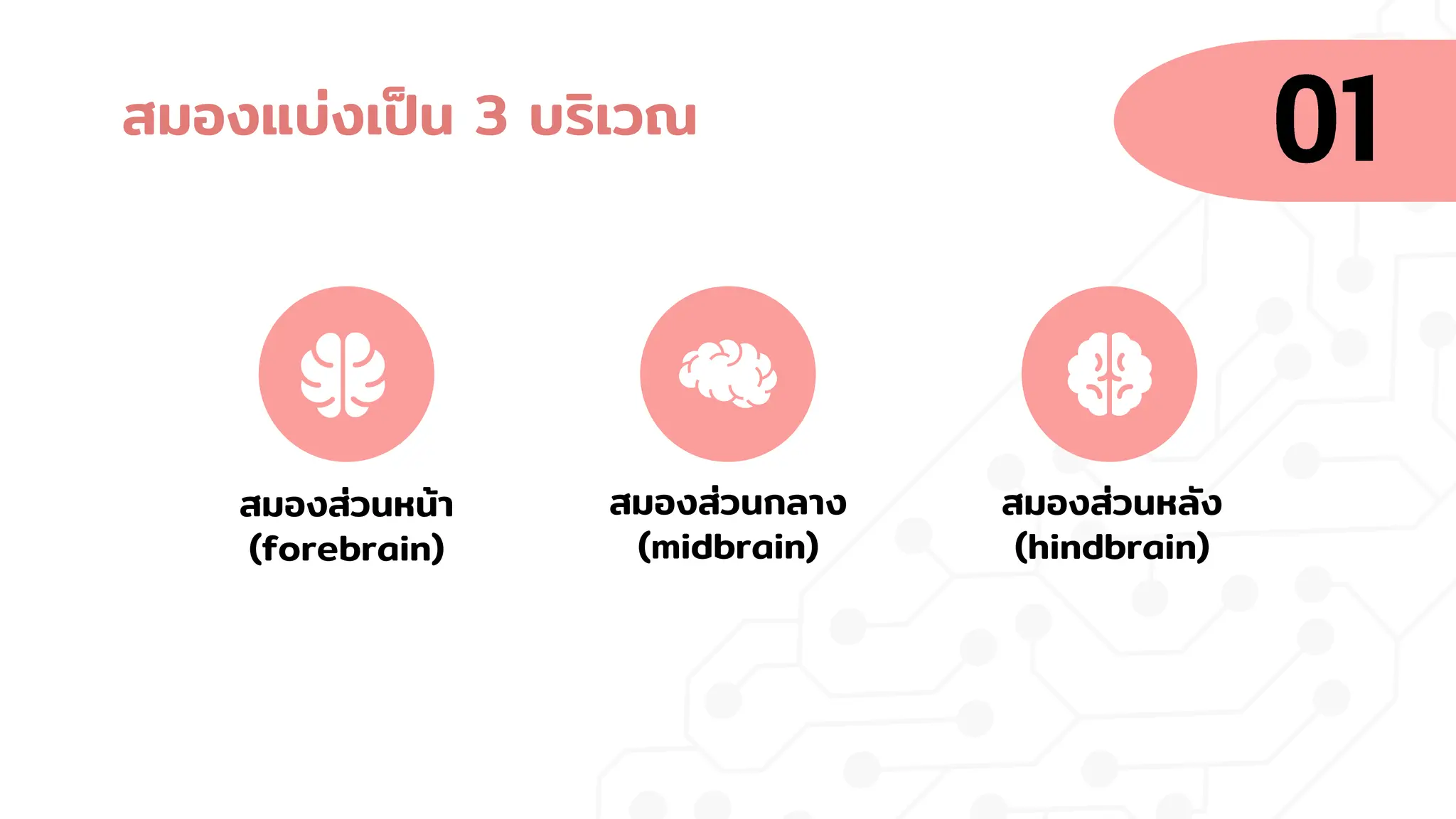 สมองแบ่งเป็น 3 บริเวณ
สมองส่วนหน้า
(forebrain)
สมองส่วนกลาง
(midbrain)
สมองส่วนหลัง
(hindbrain)
 
