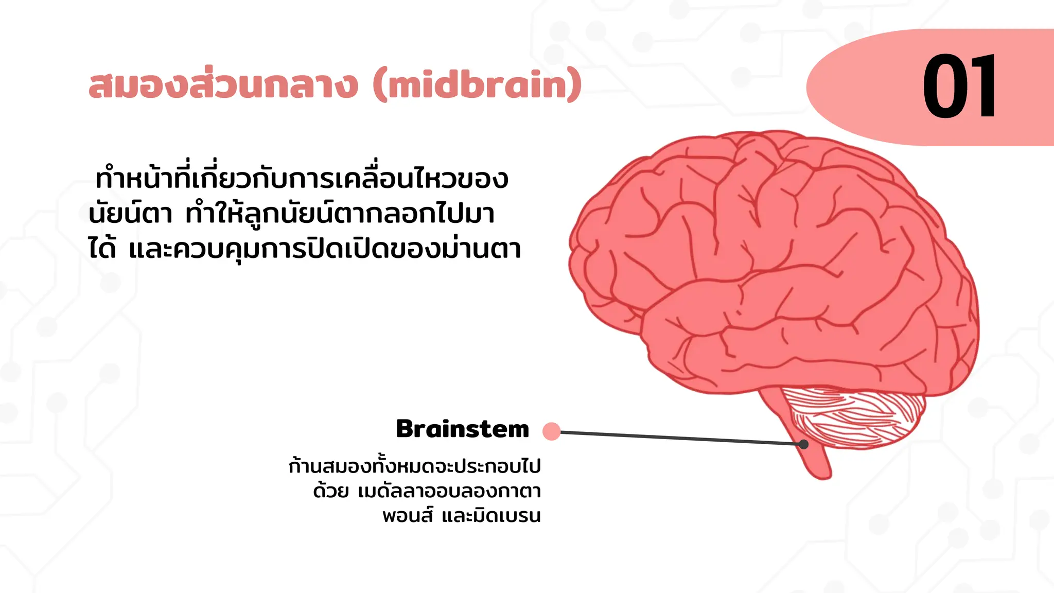 สมองส่วนกลาง (midbrain)
ทาหน้าที่เกี่ยวกับการเคลื่อนไหวของ
นัยน์ตา ทาให้ลูกนัยน์ตากลอกไปมา
ได้ และควบคุมการปิดเปิดของม่านตา
Brainstem
ก้านสมองทั้งหมดจะประกอบไป
ด้วย เมดัลลาออบลองกาตา
พอนส์ และมิดเบรน
 