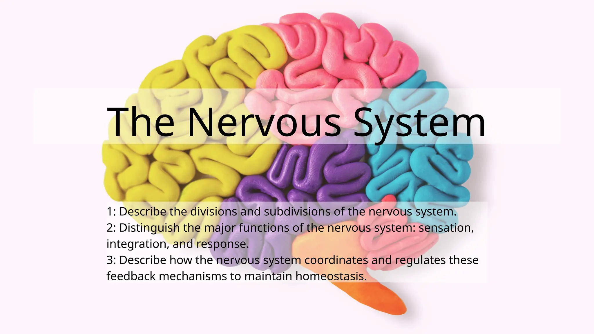 Describe The 3 Roles Of The Nervous System