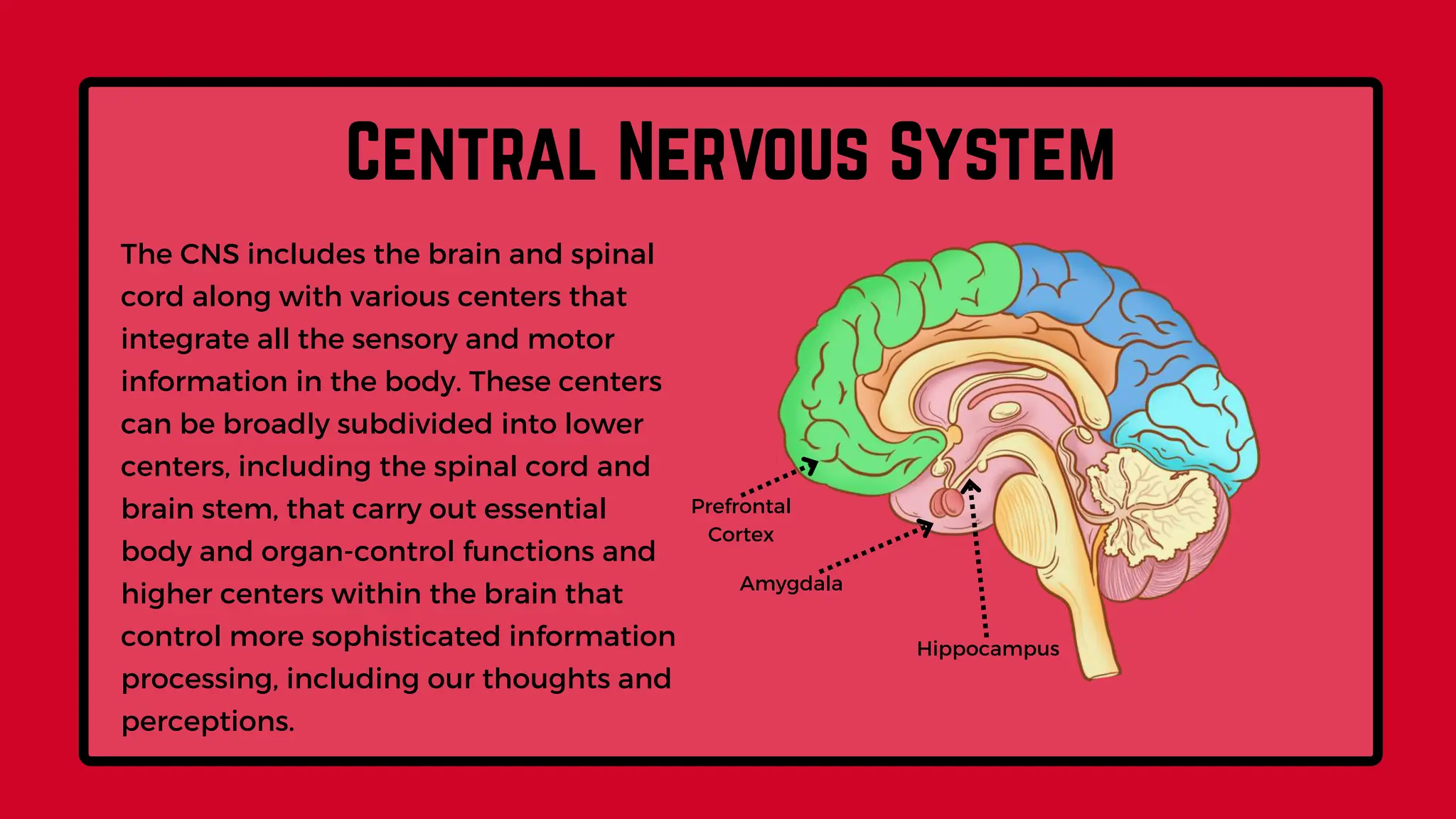 Nervous System Parts and Functions Grade 10 Science.pptx