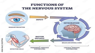Nervous System Parts and Functions Grade 10 Science.pptx