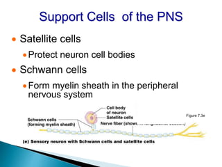 Support Cells of the PNS
 Satellite cells
Protect neuron cell bodies
 Schwann cells
Form myelin sheath in the peripheral
nervous system
Figure 7.3e
 