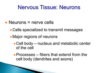 Nervous Tissue: Neurons
 Neurons = nerve cells
Cells specialized to transmit messages
Major regions of neurons
Cell body – nucleus and metabolic center
of the cell
Processes – fibers that extend from the
cell body (dendrites and axons)
 