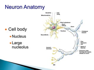 Neuron Anatomy
 Cell body
Nucleus
Large
nucleolus
 