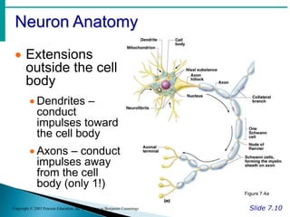 Neuron Anatomy
Slide 7.10
Copyright © 2003 Pearson Education, Inc. publishing as Benjamin Cummings
 Extensions
outside the cell
body
 Dendrites –
conduct
impulses toward
the cell body
 Axons – conduct
impulses away
from the cell
body (only 1!)
Figure 7.4a
 