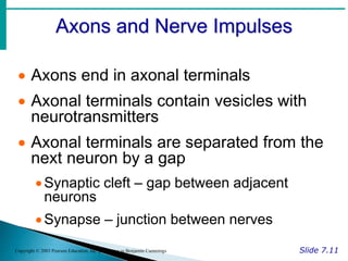 Axons and Nerve Impulses
Slide 7.11
Copyright © 2003 Pearson Education, Inc. publishing as Benjamin Cummings
 Axons end in axonal terminals
 Axonal terminals contain vesicles with
neurotransmitters
 Axonal terminals are separated from the
next neuron by a gap
Synaptic cleft – gap between adjacent
neurons
Synapse – junction between nerves
 