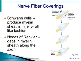 Nerve Fiber Coverings
Slide 7.12
Copyright © 2003 Pearson Education, Inc. publishing as Benjamin Cummings
 Schwann cells –
produce myelin
sheaths in jelly-roll
like fashion
 Nodes of Ranvier –
gaps in myelin
sheath along the
axon
Figure 7.5
 