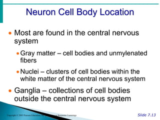 Neuron Cell Body Location
Slide 7.13
Copyright © 2003 Pearson Education, Inc. publishing as Benjamin Cummings
 Most are found in the central nervous
system
Gray matter – cell bodies and unmylenated
fibers
Nuclei – clusters of cell bodies within the
white matter of the central nervous system
 Ganglia – collections of cell bodies
outside the central nervous system
 