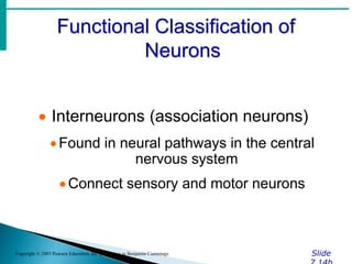 Functional Classification of
Neurons
Slide
Copyright © 2003 Pearson Education, Inc. publishing as Benjamin Cummings
 Interneurons (association neurons)
Found in neural pathways in the central
nervous system
Connect sensory and motor neurons
 