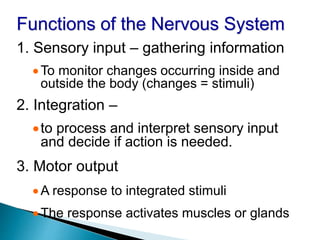 Functions of the Nervous System
1. Sensory input – gathering information
To monitor changes occurring inside and
outside the body (changes = stimuli)
2. Integration –
to process and interpret sensory input
and decide if action is needed.
3. Motor output
A response to integrated stimuli
The response activates muscles or glands
 