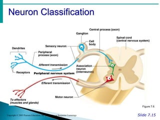 Neuron Classification
Slide 7.15
Copyright © 2003 Pearson Education, Inc. publishing as Benjamin Cummings
Figure 7.6
 