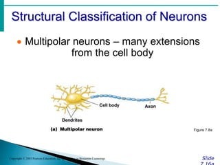 Structural Classification of Neurons
Slide
Copyright © 2003 Pearson Education, Inc. publishing as Benjamin Cummings
 Multipolar neurons – many extensions
from the cell body
Figure 7.8a
 