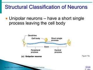 Structural Classification of Neurons
Slide
Copyright © 2003 Pearson Education, Inc. publishing as Benjamin Cummings
 Unipolar neurons – have a short single
process leaving the cell body
Figure 7.8c
 