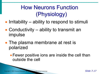 How Neurons Function
(Physiology)
Slide 7.17
Copyright © 2003 Pearson Education, Inc. publishing as Benjamin Cummings
 Irritability – ability to respond to stimuli
 Conductivity – ability to transmit an
impulse
 The plasma membrane at rest is
polarized
Fewer positive ions are inside the cell than
outside the cell
 