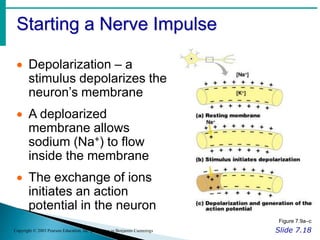 Starting a Nerve Impulse
Slide 7.18
Copyright © 2003 Pearson Education, Inc. publishing as Benjamin Cummings
 Depolarization – a
stimulus depolarizes the
neuron’s membrane
 A deploarized
membrane allows
sodium (Na+) to flow
inside the membrane
 The exchange of ions
initiates an action
potential in the neuron
Figure 7.9a–c
 
