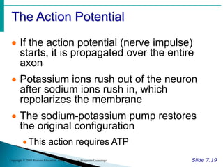 The Action Potential
Slide 7.19
Copyright © 2003 Pearson Education, Inc. publishing as Benjamin Cummings
 If the action potential (nerve impulse)
starts, it is propagated over the entire
axon
 Potassium ions rush out of the neuron
after sodium ions rush in, which
repolarizes the membrane
 The sodium-potassium pump restores
the original configuration
This action requires ATP
 