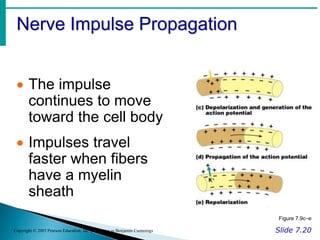 Nerve Impulse Propagation
Slide 7.20
Copyright © 2003 Pearson Education, Inc. publishing as Benjamin Cummings
 The impulse
continues to move
toward the cell body
 Impulses travel
faster when fibers
have a myelin
sheath
Figure 7.9c–e
 