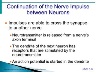 Continuation of the Nerve Impulse
between Neurons
Slide 7.21
Copyright © 2003 Pearson Education, Inc. publishing as Benjamin Cummings
 Impulses are able to cross the synapse
to another nerve
Neurotransmitter is released from a nerve’s
axon terminal
The dendrite of the next neuron has
receptors that are stimulated by the
neurotransmitter
An action potential is started in the dendrite
 