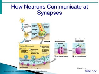 How Neurons Communicate at
Synapses
Slide 7.22
Copyright © 2003 Pearson Education, Inc. publishing as Benjamin Cummings
Figure 7.10
 