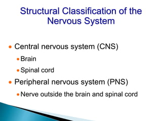 Structural Classification of the
Nervous System
 Central nervous system (CNS)
Brain
Spinal cord
 Peripheral nervous system (PNS)
Nerve outside the brain and spinal cord
 
