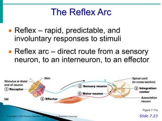 The Reflex Arc
Slide 7.23
Copyright © 2003 Pearson Education, Inc. publishing as Benjamin Cummings
 Reflex – rapid, predictable, and
involuntary responses to stimuli
 Reflex arc – direct route from a sensory
neuron, to an interneuron, to an effector
Figure 7.11a
 