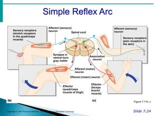Simple Reflex Arc
Slide 7.24
Copyright © 2003 Pearson Education, Inc. publishing as Benjamin Cummings
Figure 7.11b, c
 