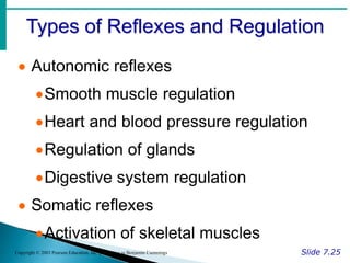 Types of Reflexes and Regulation
Slide 7.25
Copyright © 2003 Pearson Education, Inc. publishing as Benjamin Cummings
 Autonomic reflexes
Smooth muscle regulation
Heart and blood pressure regulation
Regulation of glands
Digestive system regulation
 Somatic reflexes
Activation of skeletal muscles
 