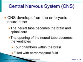 Central Nervous System (CNS)
Slide 7.26
Copyright © 2003 Pearson Education, Inc. publishing as Benjamin Cummings
 CNS develops from the embryonic
neural tube
The neural tube becomes the brain and
spinal cord
The opening of the neural tube becomes
the ventricles
Four chambers within the brain
Filled with cerebrospinal fluid
 