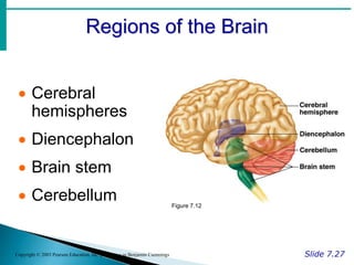 Regions of the Brain
Slide 7.27
Copyright © 2003 Pearson Education, Inc. publishing as Benjamin Cummings
 Cerebral
hemispheres
 Diencephalon
 Brain stem
 Cerebellum Figure 7.12
 