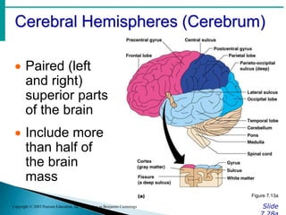 Cerebral Hemispheres (Cerebrum)
Slide
Copyright © 2003 Pearson Education, Inc. publishing as Benjamin Cummings
 Paired (left
and right)
superior parts
of the brain
 Include more
than half of
the brain
mass
Figure 7.13a
 