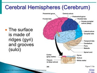 Cerebral Hemispheres (Cerebrum)
Slide
Copyright © 2003 Pearson Education, Inc. publishing as Benjamin Cummings
 The surface
is made of
ridges (gyri)
and grooves
(sulci)
Figure 7.13a
 