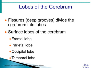 Lobes of the Cerebrum
Slide
Copyright © 2003 Pearson Education, Inc. publishing as Benjamin Cummings
 Fissures (deep grooves) divide the
cerebrum into lobes
 Surface lobes of the cerebrum
Frontal lobe
Parietal lobe
Occipital lobe
Temporal lobe
 