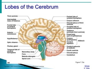Lobes of the Cerebrum
Slide
Copyright © 2003 Pearson Education, Inc. publishing as Benjamin Cummings
Figure 7.15a
 