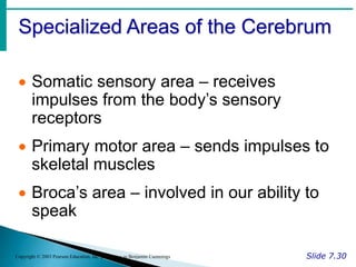 Specialized Areas of the Cerebrum
Slide 7.30
Copyright © 2003 Pearson Education, Inc. publishing as Benjamin Cummings
 Somatic sensory area – receives
impulses from the body’s sensory
receptors
 Primary motor area – sends impulses to
skeletal muscles
 Broca’s area – involved in our ability to
speak
 