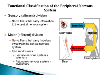 Functional Classification of the Peripheral Nervous
System
 Sensory (afferent) division
 Nerve fibers that carry information
to the central nervous system
 Motor (efferent) division
 Nerve fibers that carry impulses
away from the central nervous
system
 Two subdivisions
 Somatic nervous system =
voluntary
 Autonomic nervous system =
involuntary
 