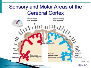 Sensory and Motor Areas of the
Cerebral Cortex
Slide 7.31
Copyright © 2003 Pearson Education, Inc. publishing as Benjamin Cummings
Figure 7.14
 